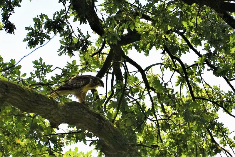 bdBuizerd 5.JPG - In en om Arnhem 